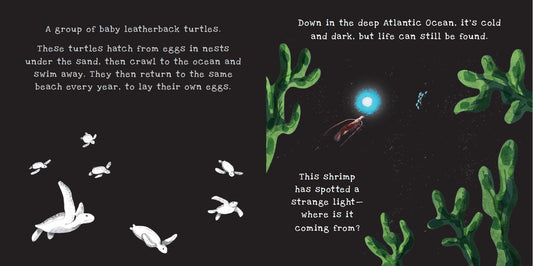 Kane Miller手电筒书 Ocean